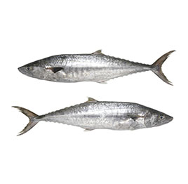 Surmai King Fish - 2 kg to 5 kg